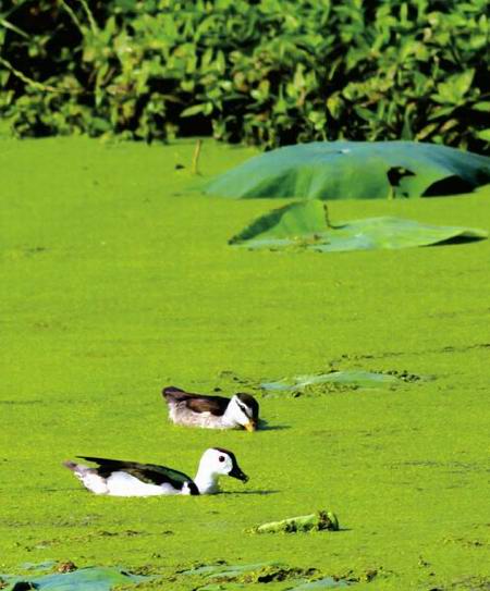 消失50余年 珍稀水禽棉鳧安居成都