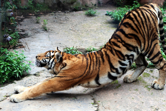 爸爸：五一我們就去碧峰峽動(dòng)物園吧